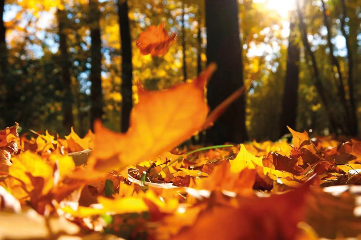 Consejos para cuidar el jardín en otoño - Grupo Dila